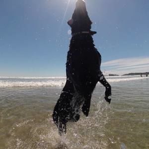 Meet your Posher, Dee